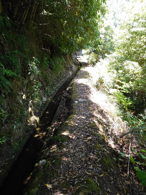 02.08.2015 Levada dos Tornos und das Fajas — Auf der Levada das Faias zur Schlüsselstelle — Foto 14