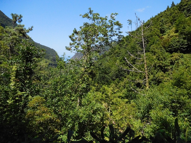 02.08.2015 Levada dos Tornos und das Fajas — Auf der Levada das Faias zur Schlüsselstelle — Foto 15