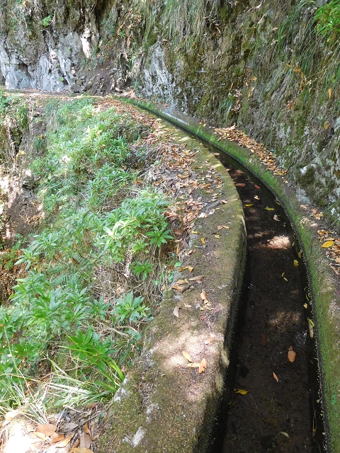 02.08.2015 Levada dos Tornos und das Fajas — Auf der Levada das Faias zur Schlüsselstelle — Foto 18