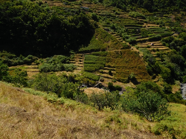 02.08.2015 Levada dos Tornos und das Fajas — Weiter zur Madre — Foto 4