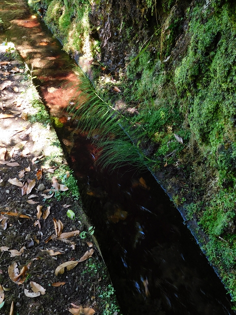 02.08.2015 Levada dos Tornos und das Fajas — Weiter zur Madre — Foto 6
