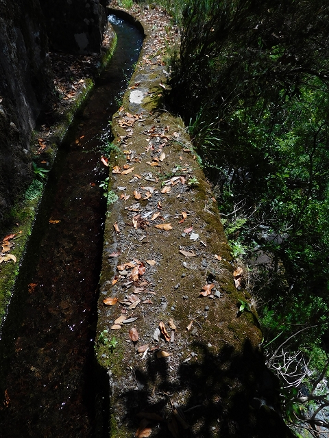 02.08.2015 Levada dos Tornos und das Fajas — Weiter zur Madre — Foto 7