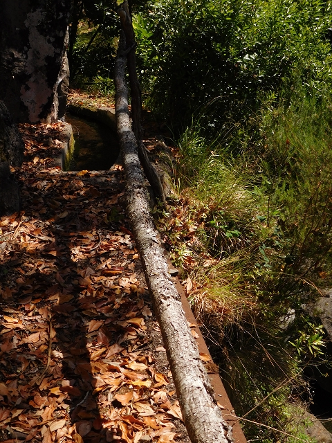 02.08.2015 Levada dos Tornos und das Fajas — Weiter zur Madre — Foto 10