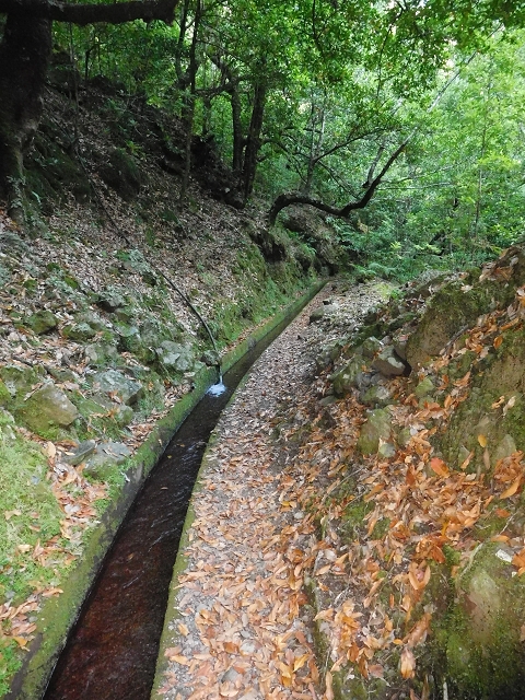 02.08.2015 Levada dos Tornos und das Fajas — Zur Madre der Levada dos Tornos und zurück zum PR-2 — Foto 14