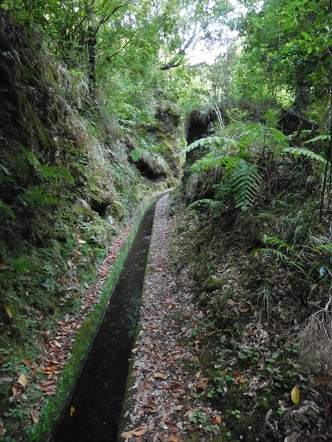 02.08.2015 Levada dos Tornos und das Fajas — Zur Madre der Levada dos Tornos und zurück zum PR-2 — Foto 15