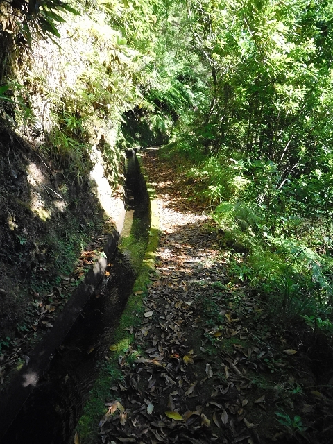 02.08.2015 Levada dos Tornos und das Fajas — Zur Madre der Levada dos Tornos und zurück zum PR-2 — Foto 17