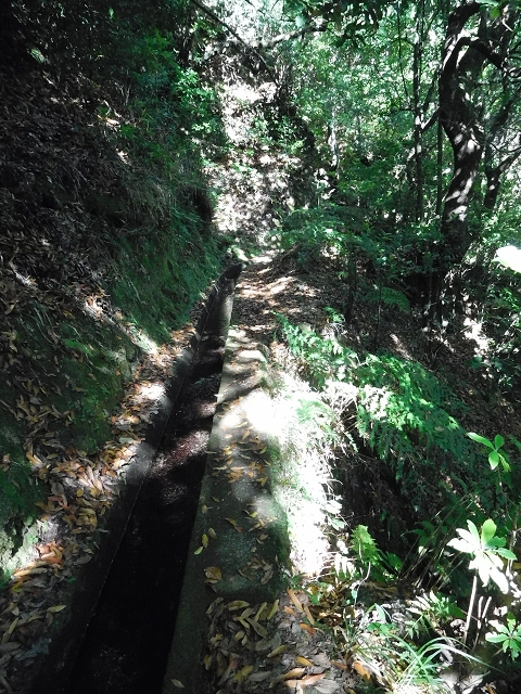 02.08.2015 Levada dos Tornos und das Fajas — Zur Madre der Levada dos Tornos und zurück zum PR-2 — Foto 18