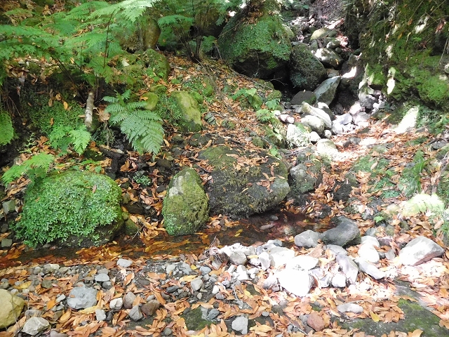 02.08.2015 Levada dos Tornos und das Fajas — Zur Madre der Levada dos Tornos und zurück zum PR-2 — Foto 19
