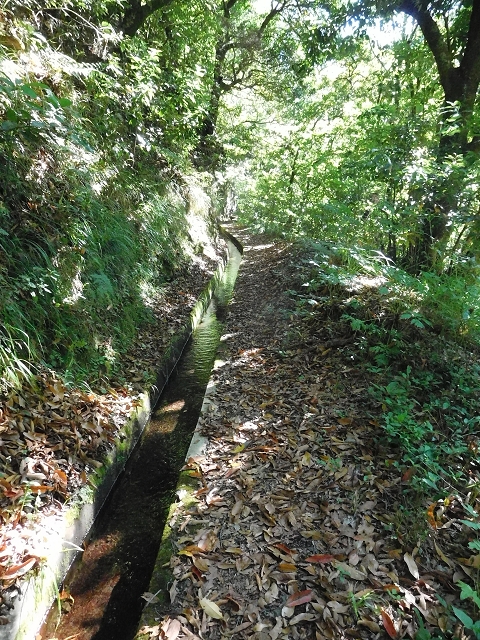 02.08.2015 Levada dos Tornos und das Fajas — Zur Madre der Levada dos Tornos und zurück zum PR-2 — Foto 20