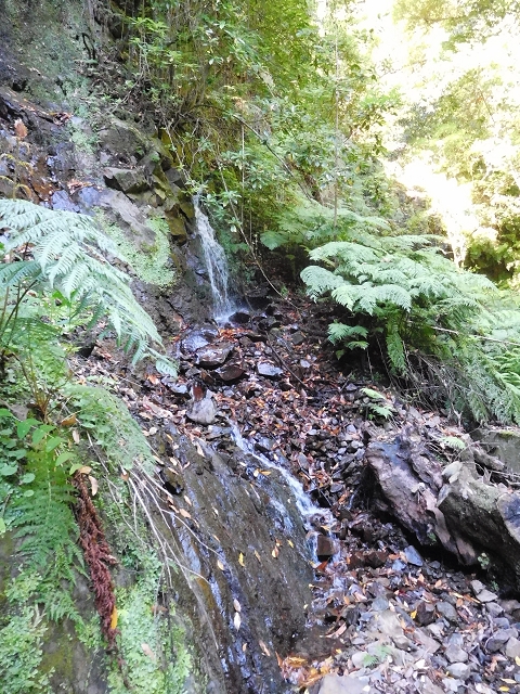 02.08.2015 Levada dos Tornos und das Fajas — Zur Madre der Levada dos Tornos und zurück zum PR-2 — Foto 22