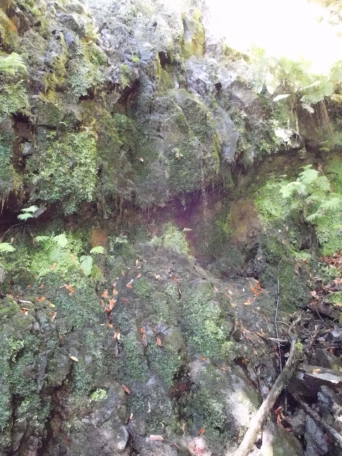 02.08.2015 Levada dos Tornos und das Fajas — Zur Madre der Levada dos Tornos und zurück zum PR-2 — Foto 24
