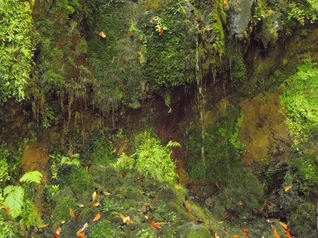 02.08.2015 Levada dos Tornos und das Fajas — Zur Madre der Levada dos Tornos und zurück zum PR-2 — Foto 25