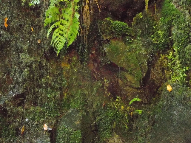 02.08.2015 Levada dos Tornos und das Fajas — Zur Madre der Levada dos Tornos und zurück zum PR-2 — Foto 26