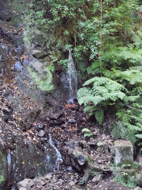 02.08.2015 Levada dos Tornos und das Fajas — Zur Madre der Levada dos Tornos und zurück zum PR-2 — Foto 27