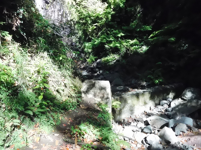 02.08.2015 Levada dos Tornos und das Fajas — Zur Madre der Levada dos Tornos und zurück zum PR-2 — Foto 36