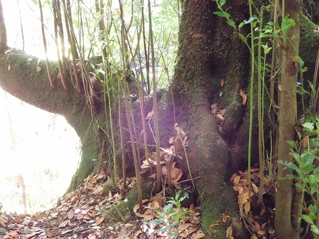 02.08.2015 Levada dos Tornos und das Fajas — Zur Madre der Levada dos Tornos und zurück zum PR-2 — Foto 37