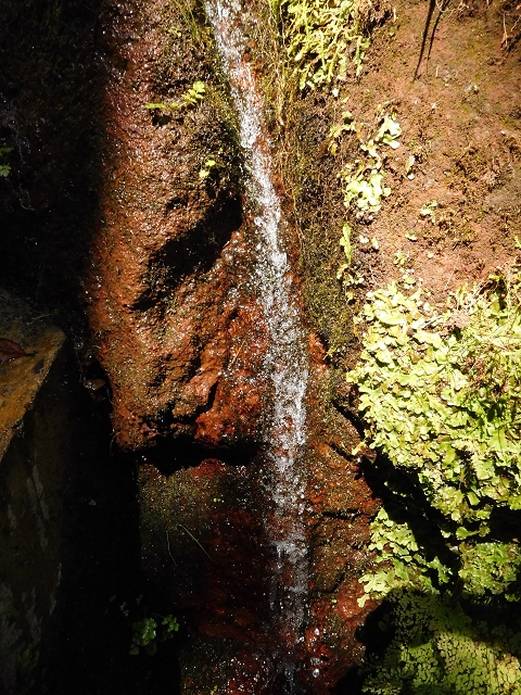 02.08.2015 Levada dos Tornos und das Fajas — Vom PR-2 zur Ribeira do Joao Fernandes — Foto 13