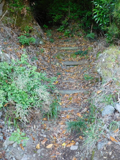02.08.2015 Levada dos Tornos und das Fajas — Aufstieg auf dem PR-2 — Foto 6