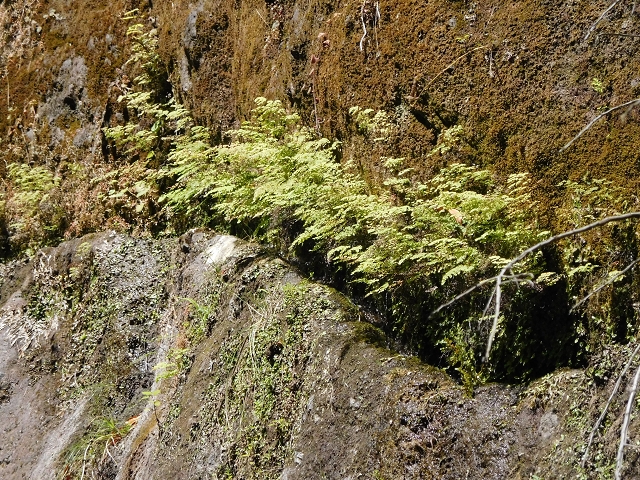 02.08.2015 Levada dos Tornos und das Fajas — Vom PR-2 zur Ribeira do Joao Fernandes — Foto 16