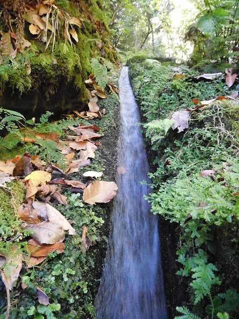 02.08.2015 Levada dos Tornos und das Fajas — Weiter zum Levadahaus — Foto 9