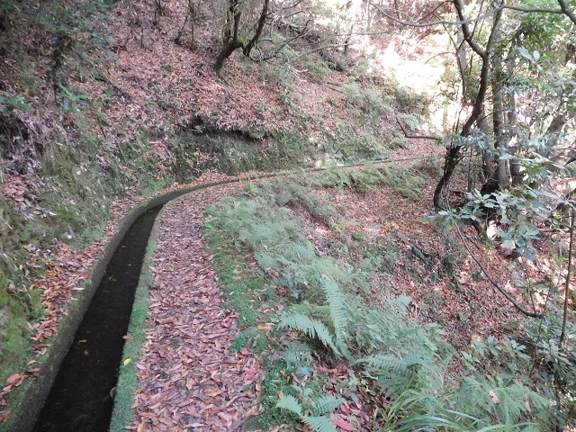 02.08.2015 Levada dos Tornos und das Fajas — Zur Madre der Levada dos Tornos und zurück zum PR-2 — Foto 3