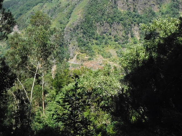 02.08.2015 Levada dos Tornos und das Fajas — Weiter zum Levadahaus — Foto 17