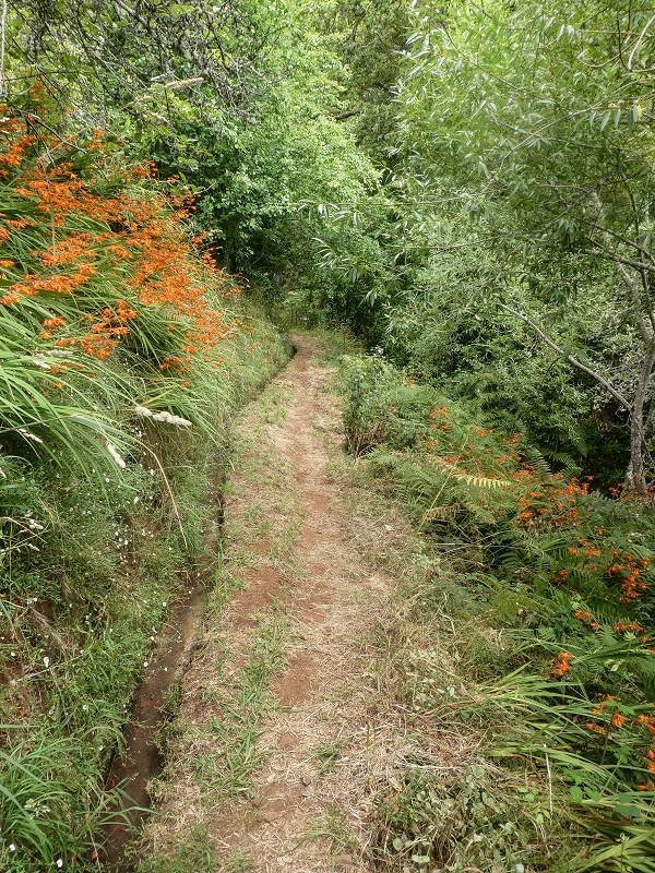 02.08.2021 Über 5 Levadas rund um Camacha — Weiter auf der Levada da Fonte Perigosa — Foto 15