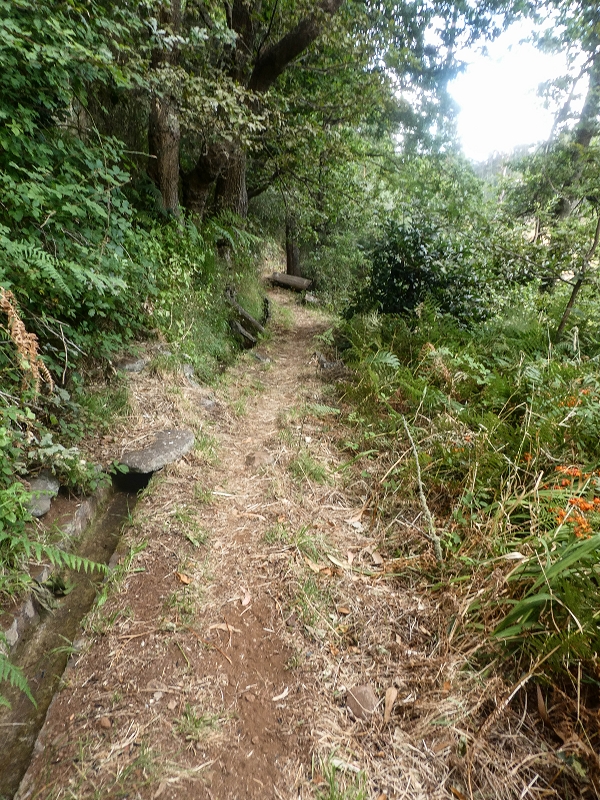 02.08.2021 Über 5 Levadas rund um Camacha — Weiter auf der Levada da Fonte Perigosa — Foto 19