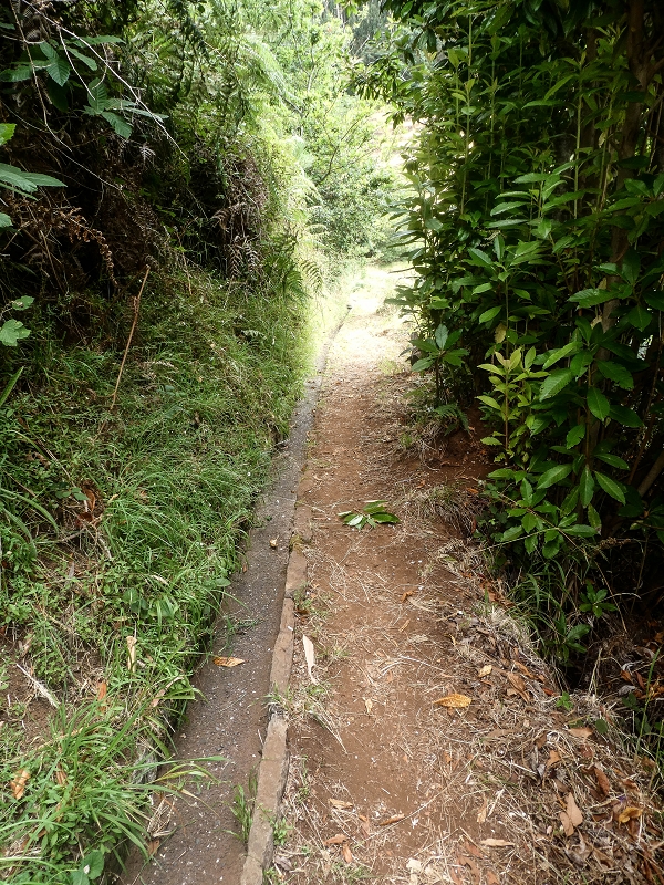 02.08.2021 Über 5 Levadas rund um Camacha — Weiter auf der Levada da Fonte Perigosa — Foto 23