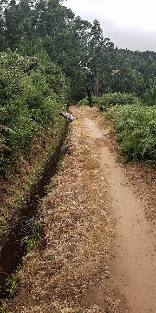 Levada da Serra do Faial von Lamaceiros/Lombo da Raiz zum Pico do Infante — Abschnitt 2 — Foto 15
