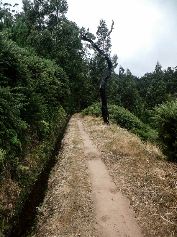 Levada da Serra do Faial von Lamaceiros/Lombo da Raiz zum Pico do Infante — Abschnitt 2 — Foto 14
