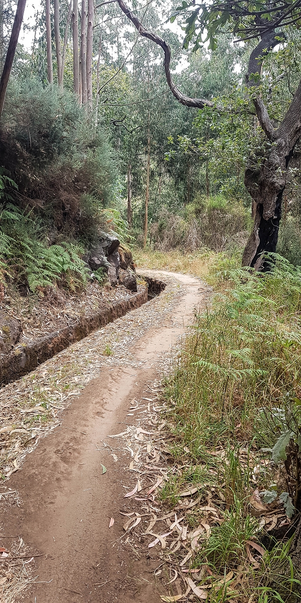 Levada da Serra do Faial von Lamaceiros/Lombo da Raiz zum Pico do Infante — Abschnitt 2 — Foto 13