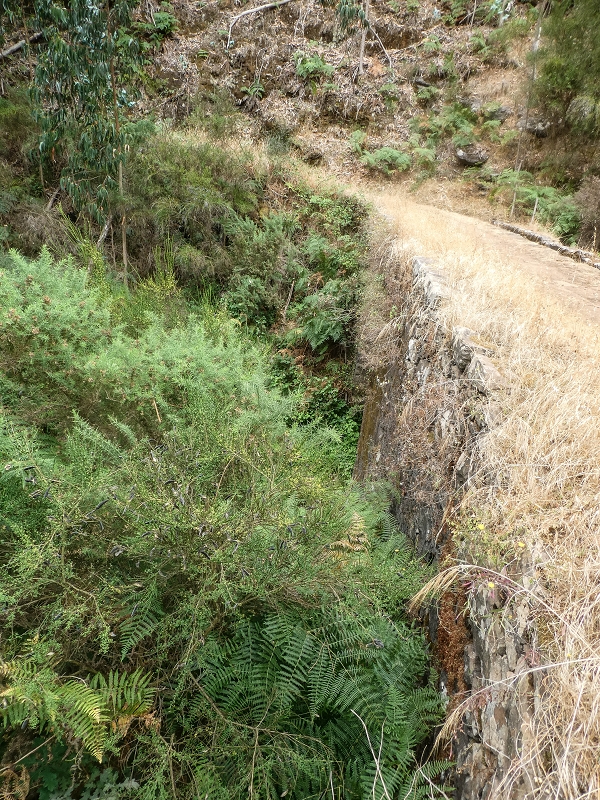 Levada da Serra do Faial von Lamaceiros/Lombo da Raiz zum Pico do Infante — Abschnitt 2 — Foto 9