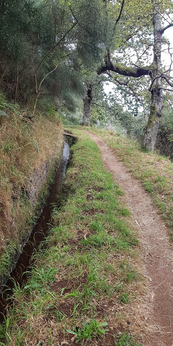 Levada da Serra do Faial von Lamaceiros/Lombo da Raiz zum Pico do Infante — Abschnitt 2 — Foto 6