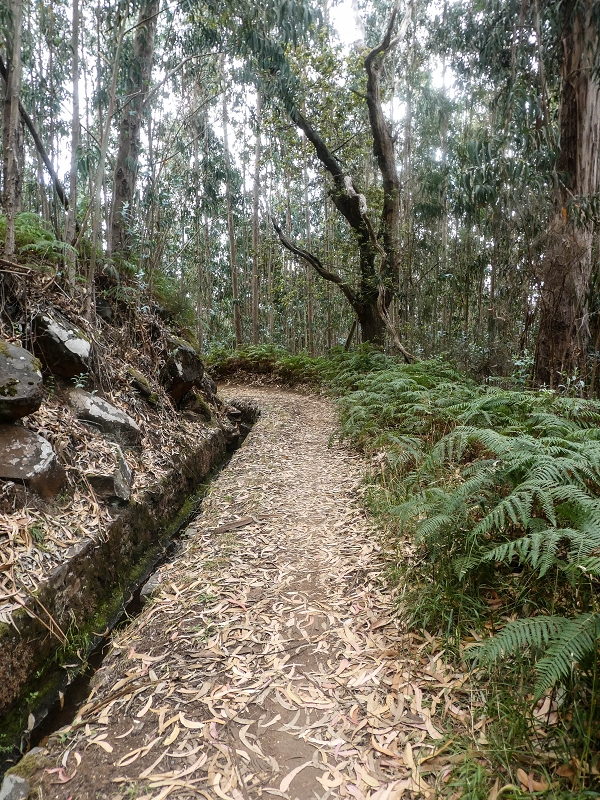 Levada da Serra do Faial von Lamaceiros/Lombo da Raiz zum Pico do Infante — Abschnitt 2 — Foto 5