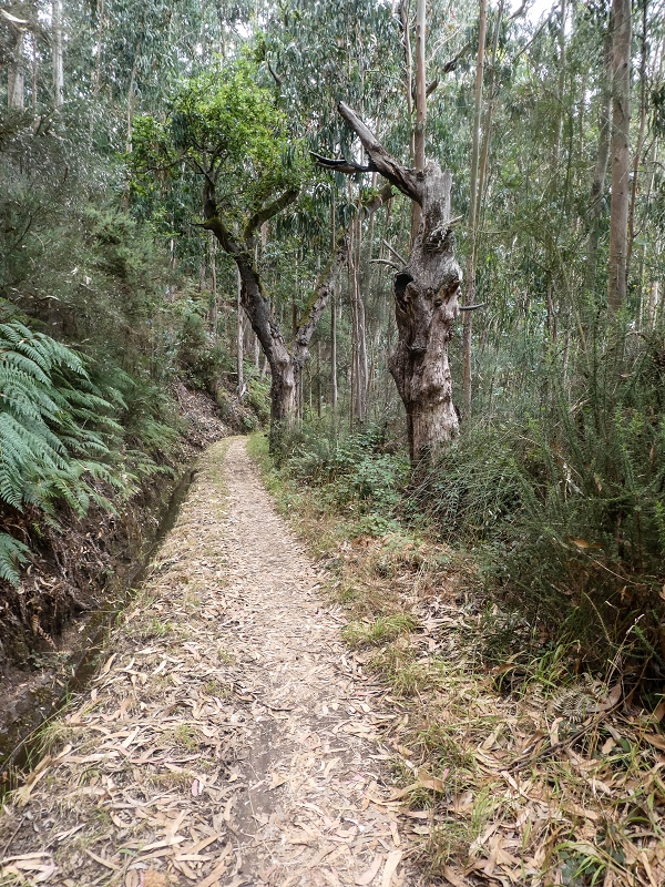 Levada da Serra do Faial von Lamaceiros/Lombo da Raiz zum Pico do Infante — Abschnitt 2 — Foto 4