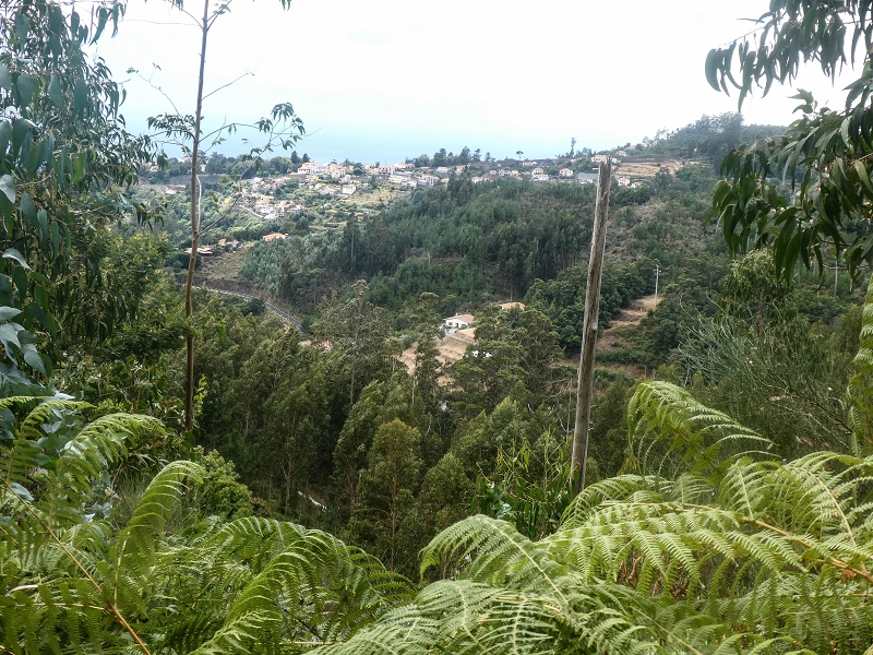 02.08.2021 Über 5 Levadas rund um Camacha — Auf der Strasse und auf der Levada da Serra do Faial — Foto 19