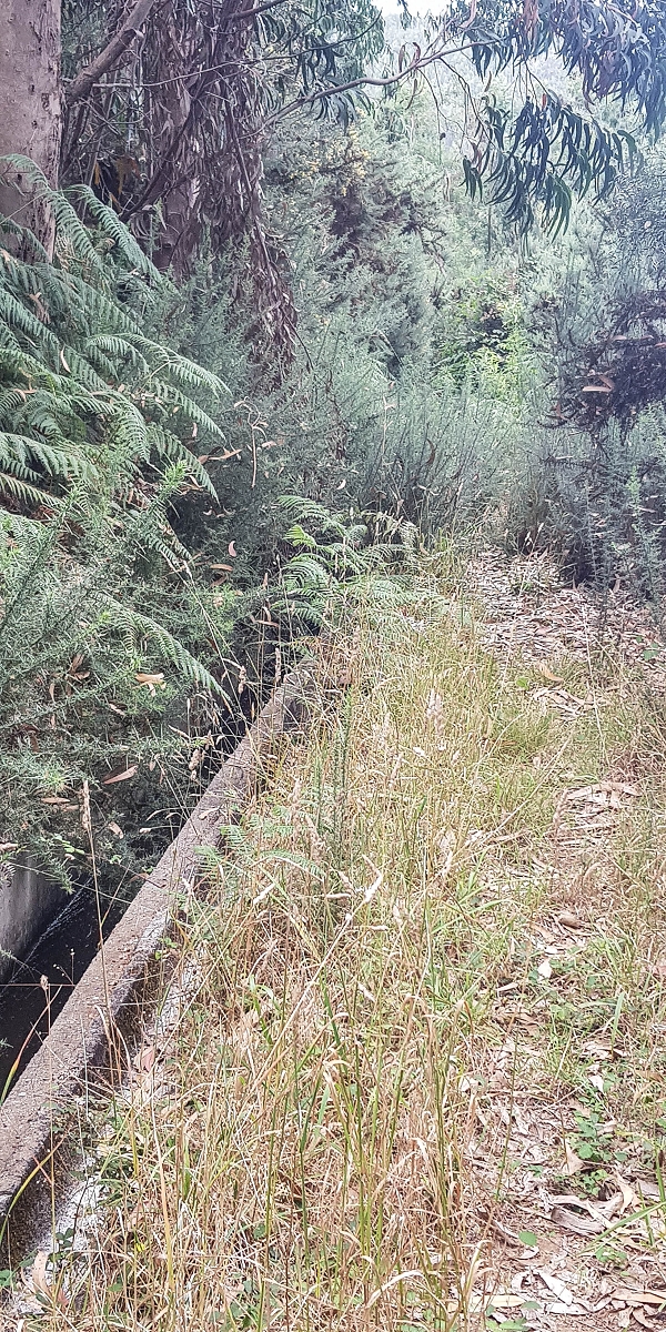 02.08.2021 Über 5 Levadas rund um Camacha — Auf der Levada do Pico das Eiroses — Foto 4