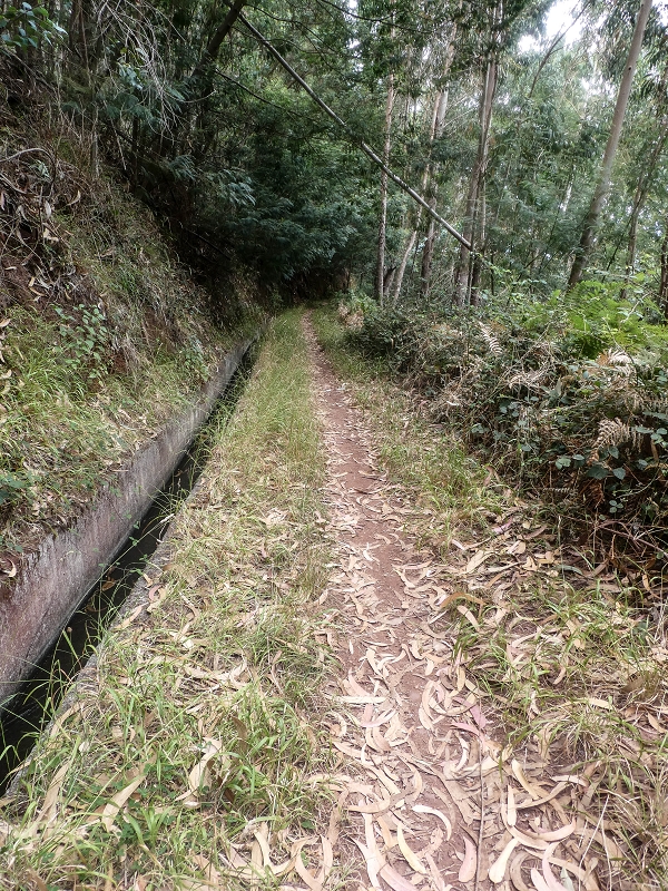 02.08.2021 Über 5 Levadas rund um Camacha — Auf der Levada do Pico das Eiroses — Foto 19