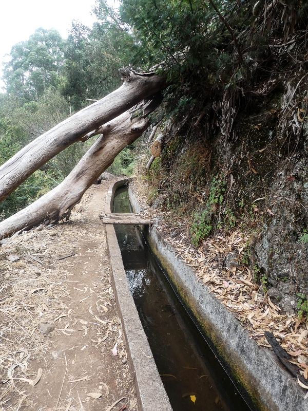 02.08.2021 Über 5 Levadas rund um Camacha — Auf der Levada dos Tornos — Foto 11