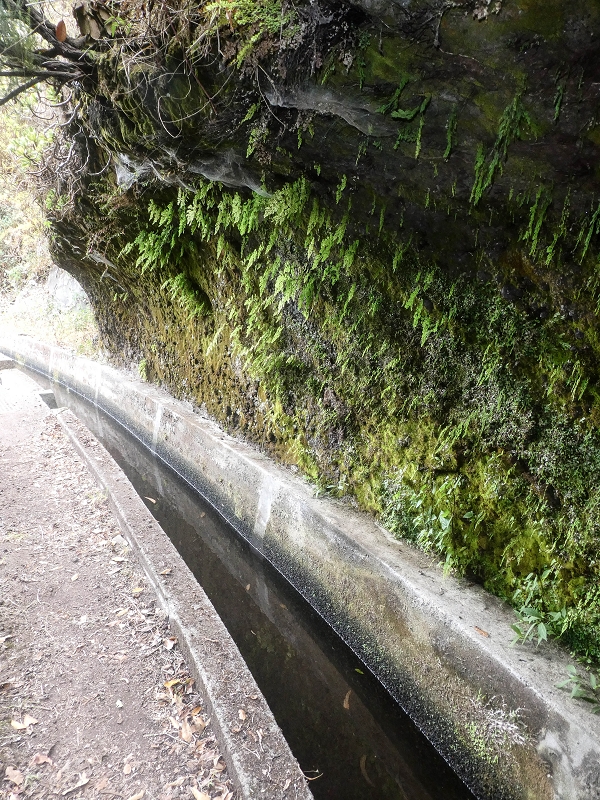 02.08.2021 Über 5 Levadas rund um Camacha — Auf der Levada dos Tornos — Foto 19