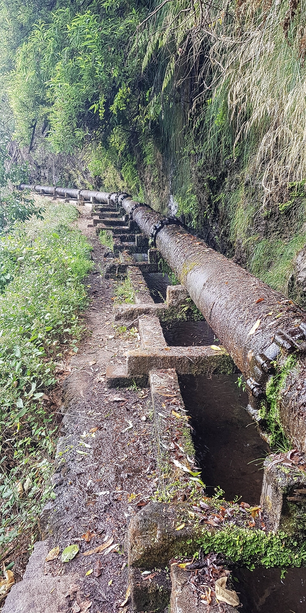 02.08.2021 Über 5 Levadas rund um Camacha — Auf der Levada dos Tornos — Foto 28