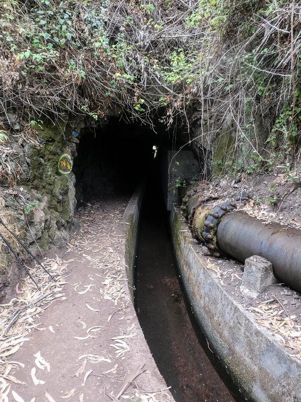 02.08.2021 Über 5 Levadas rund um Camacha — Auf der Levada dos Tornos — Foto 42