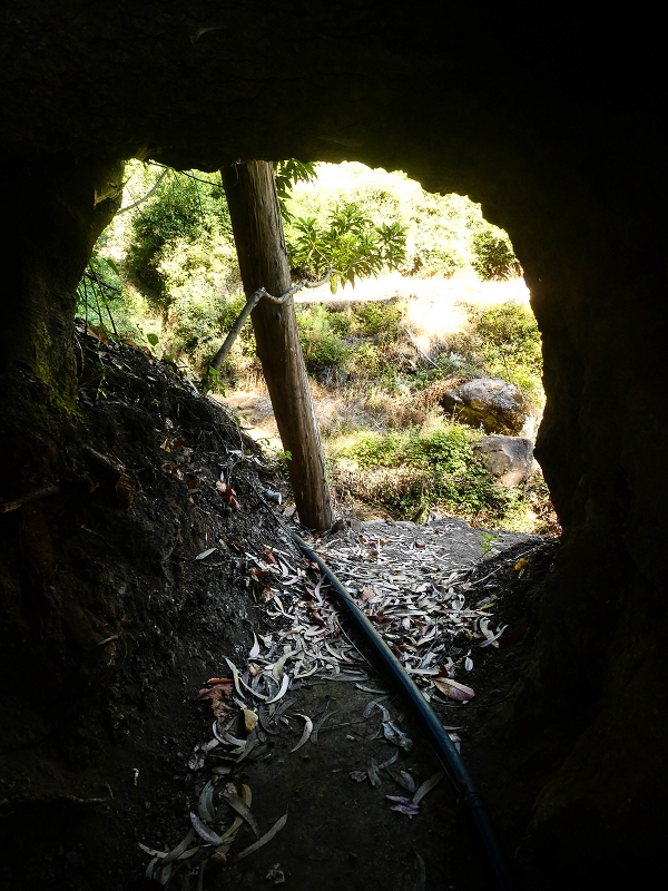Levada do Pico do Arvoredo — Der neu kriechend zugängliche Tunnel (Stand 2021) — Foto 3