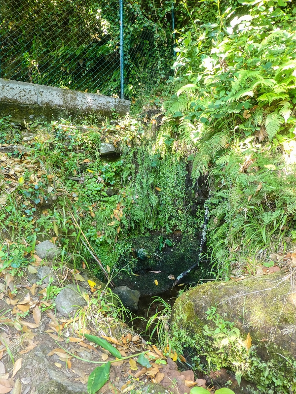 02.08.2021 Über 5 Levadas rund um Camacha — Fonte Perigosa — Foto 6