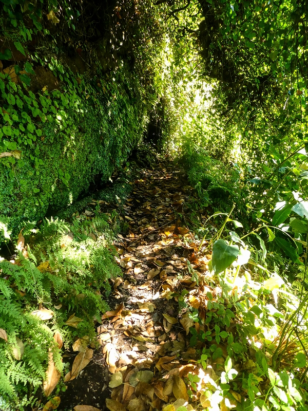 02.08.2021 Über 5 Levadas rund um Camacha — Fonte Perigosa — Foto 10