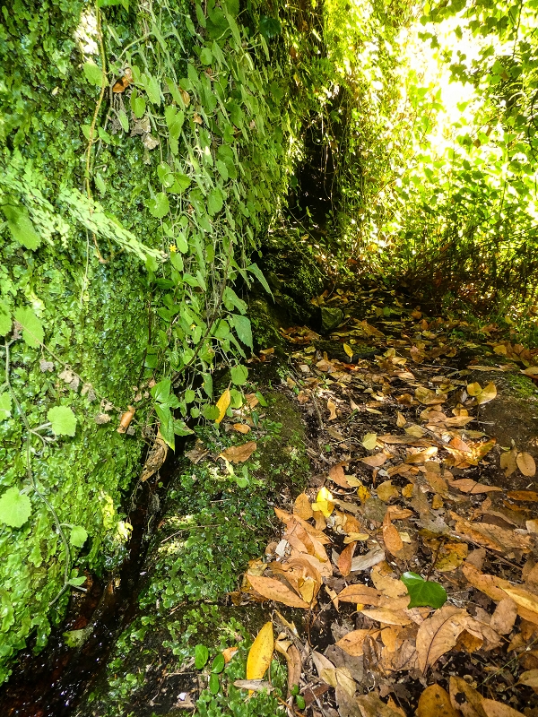 02.08.2021 Über 5 Levadas rund um Camacha — Fonte Perigosa — Foto 11