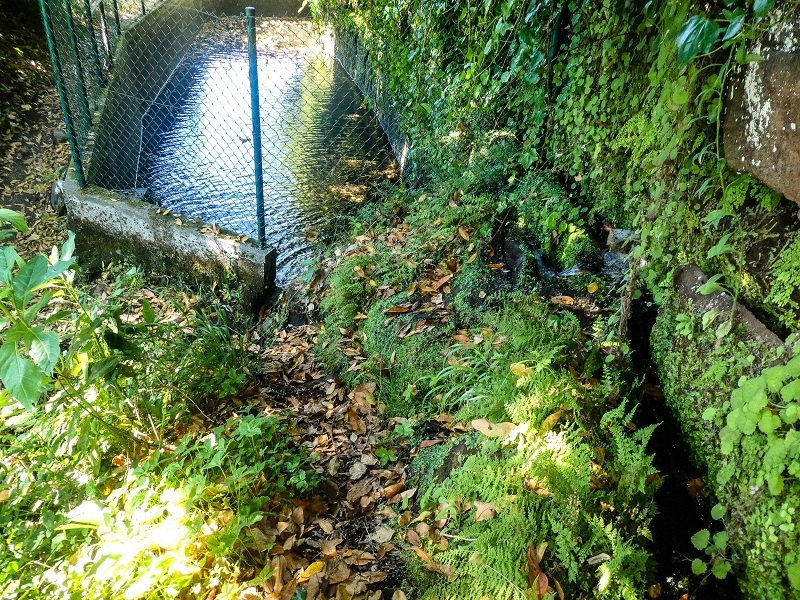 02.08.2021 Über 5 Levadas rund um Camacha — Fonte Perigosa — Foto 12