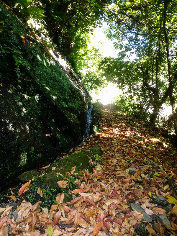 02.08.2021 Über 5 Levadas rund um Camacha — Fonte Perigosa — Foto 14