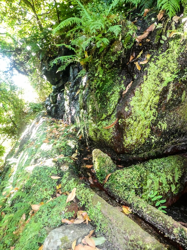 02.08.2021 Über 5 Levadas rund um Camacha — Fonte Perigosa — Foto 15